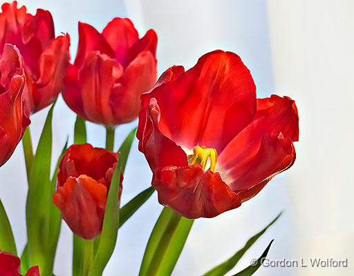 Red Tulips_P1240426-8.jpg - Photographed at Smiths Falls, Ontario, Canada.